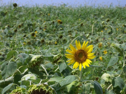 夏の終わり 2004/08/30-1