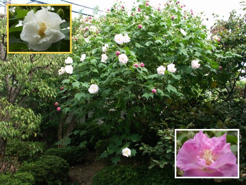 酔芙蓉 2004/09/28-1