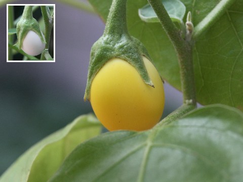 たまごなす再び 2004/10/08-1