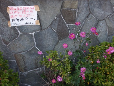 花盗人 2004/11/02-1