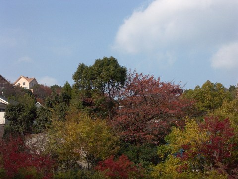 紅葉 2004/11/26-1