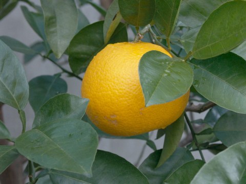 庭のはっさく？ 2005/01/16-1