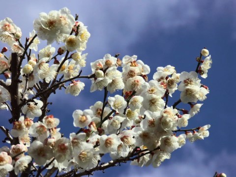 梅 2005/03/02-1