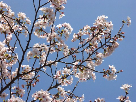 やっぱり 2005/04/09-1