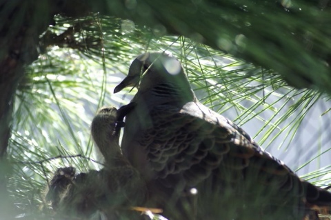 親子鳩 2005/09/16-1