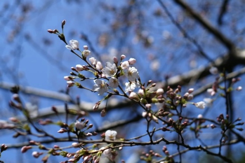 咲き始め 2006/03/31-1