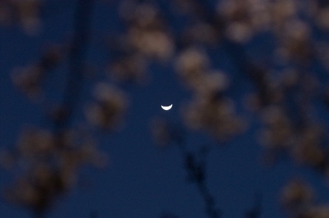 桜月夜 2006/04/15-1