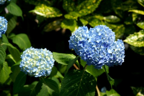 一安心 2006/06/05-1