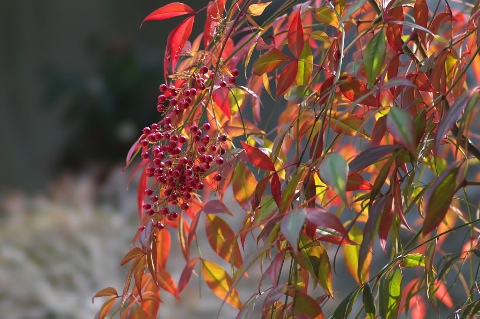 紅葉 2007/02/11-1