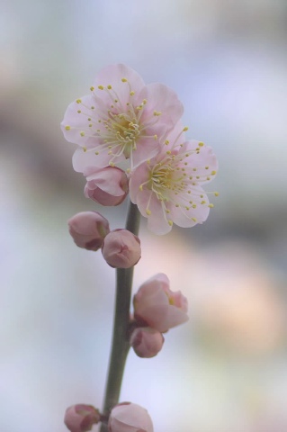 梅 2007/02/23-1