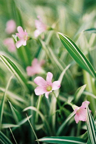 庭先で 2007/05/08-1