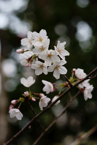 近所の桜 2008/04/03-1